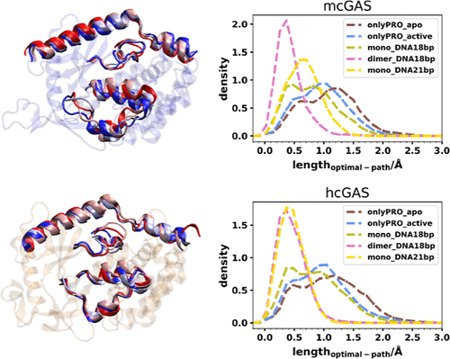 cGAS molecular dynamics animation